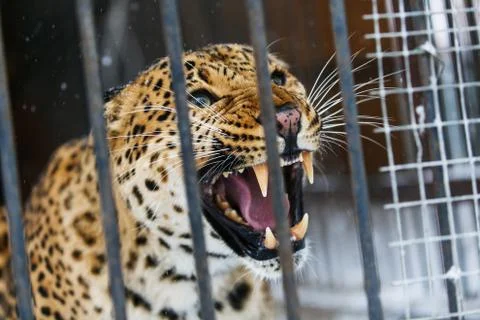 Far Eastern leopard in captivity Stock Photos