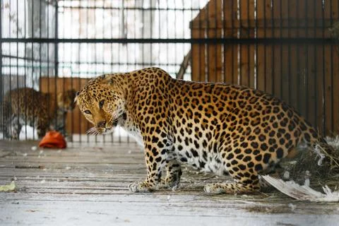 Far Eastern leopard in captivity Stock Photos