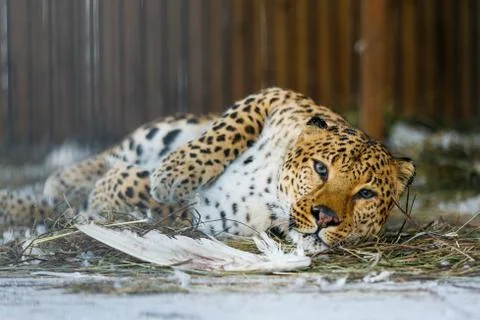 Far Eastern leopard in captivity Stock Photos
