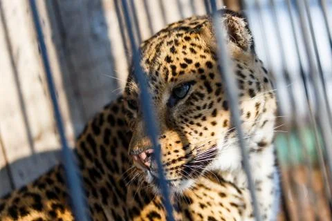 Far Eastern leopard in captivity Stock Photos