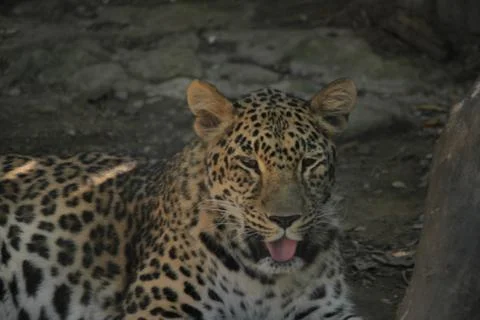 The far eastern Leopard Stock Photos