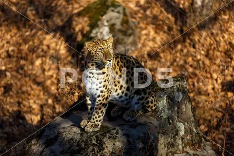Far Eastern leopard 写真素材