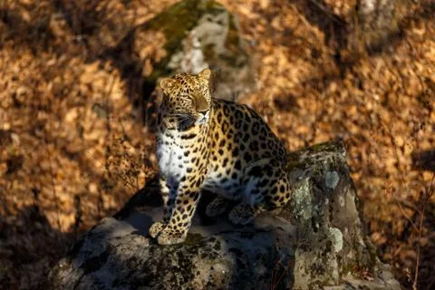 Far Eastern leopard Stock Photos