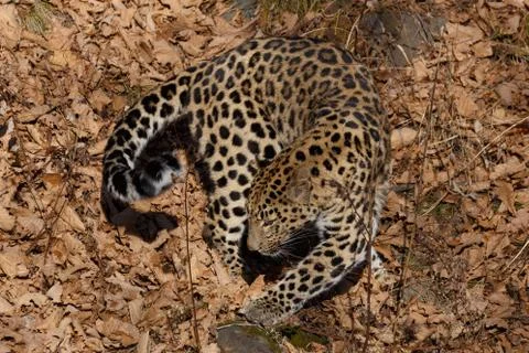 Far Eastern leopard Stock Photos