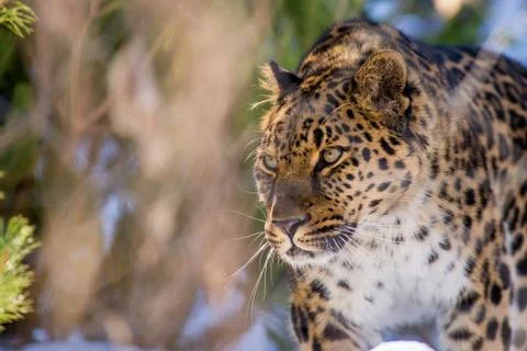 Far Eastern leopard in winter the predator is a dangerous animal Stock Photos