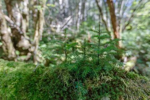 Far Eastern nature. Close-up. A young, short Christmas tree grows under tall  Stock Photos