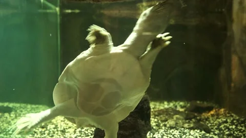 The Far Eastern turtle or Pelodiscus maackii in a zoo Stock Footage 221513129
