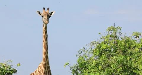 A far shot of a giraffe looking around. Stock Footage 148107959
