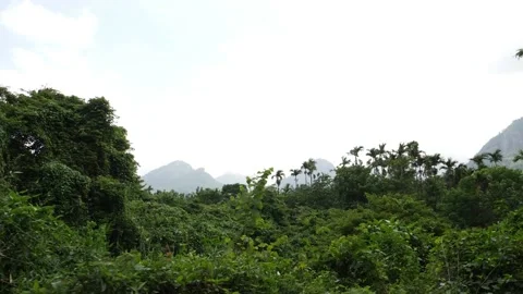 Far view of coconut trees in the forest Stock Footage 156958431