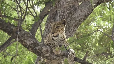 Far-wide approach; leopard yawns and looks upward — Part 9 Vidéo 320790597