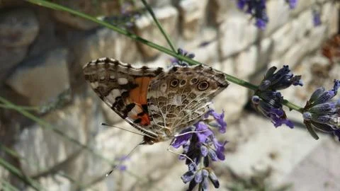 Farfalla aq on the lavender Stock Photos