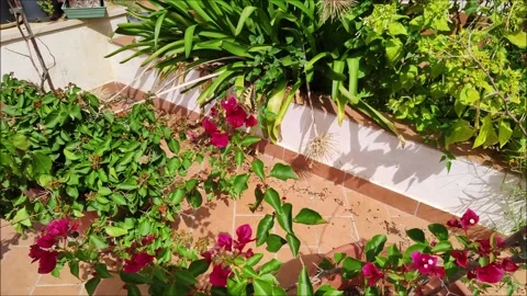 Farfalla Видео 162131731