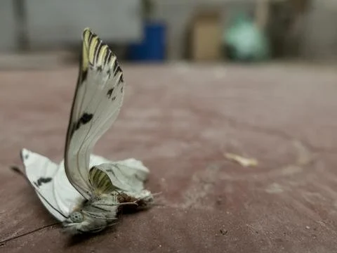 Farfalla morta Foto stock