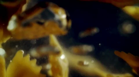 Farfalle Pasta Falling into Water Stockbeeldmateriaal 51633799