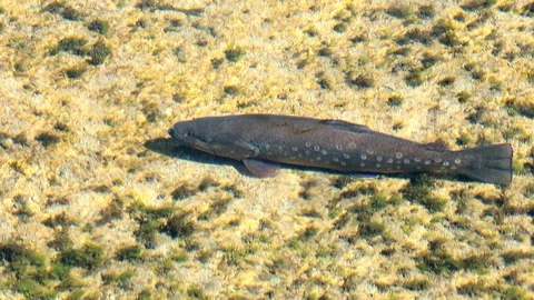 Fario trout Video stock 89810960