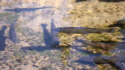 Fario trout group Video stock 89810813