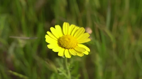 Fariview Spring 1 Stock-Footage 269088552