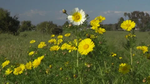 Fariview Spring 10 Stock-Footage 269088979