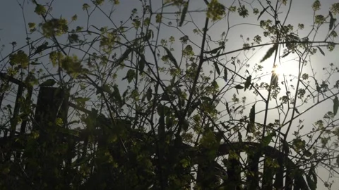 Fariview Spring 11 Stock Footage 269088984