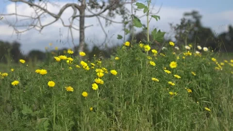 Fariview Spring 2 Stock Footage 269088554