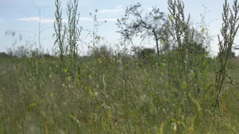 Fariview Spring 3 Stock Footage 269088557