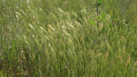 Fariview Spring 4 Stock Footage 269088550