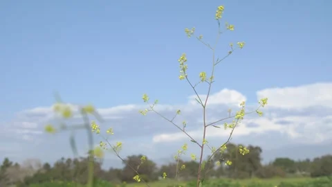 Fariview Spring 5 Stock Footage 269088555