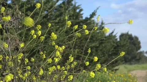 Fariview Spring 6 Stock-Footage 269088602