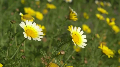 Fariview Spring 7 Stock Footage 269088988