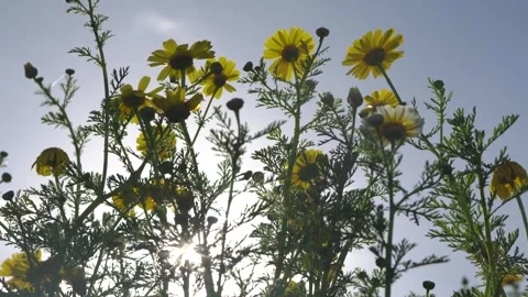 Fariview Spring 8 Stock Footage 269088983