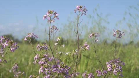 Fariview Spring 9 Stock Footage 269088981