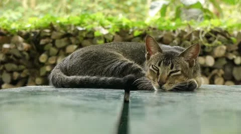 Farm 001 Stock Footage 10835272