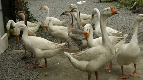 Farm 002 Stock Footage 10835385