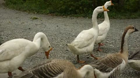 Farm 003 Stock Footage 10836080