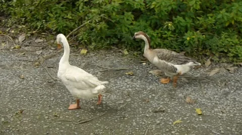 Farm 004 Stock Footage 10836197