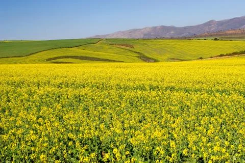 Farm #8 Stock Photos