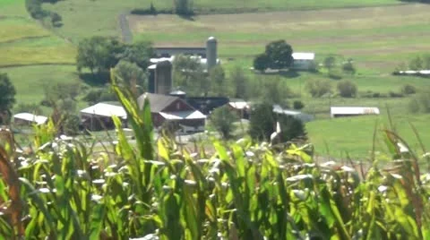 Farm and corn 1.mp4 库存影片 12556788