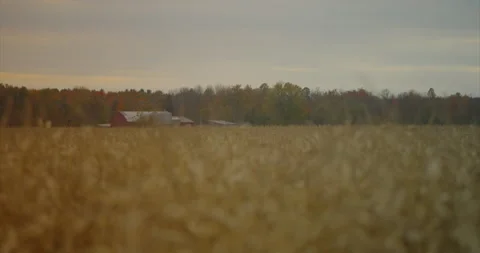 Farm and cornfield Stock Footage 142181171