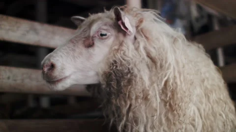 Farm animal Stock Footage 53087287