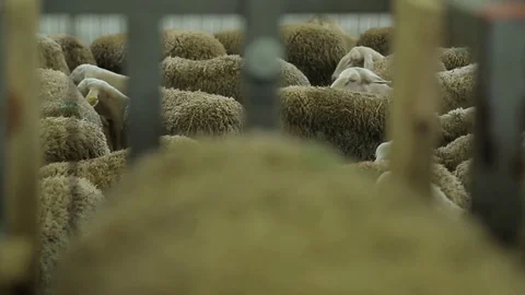 Farm animal Stock Footage 74407881