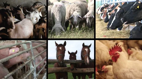Farm Animal multiscreen Video stock 947876
