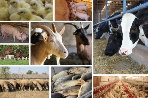 Farm Animal split screen Stock Photos