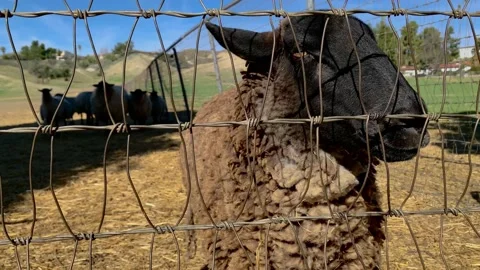 Farm animals behind gate Stock Footage 130428163