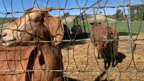 Farm animals behind gate Stock Footage 130430113