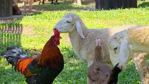 Farm animals. Chickens, cocks and sheeps on a grass field at animal farm. Stock Footage 340407713