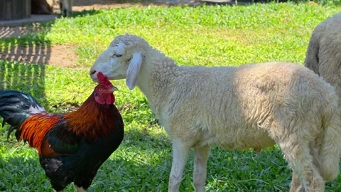 Farm animals. Chickens, cocks and sheeps on a grass field at animal farm. Stock Footage 340421925