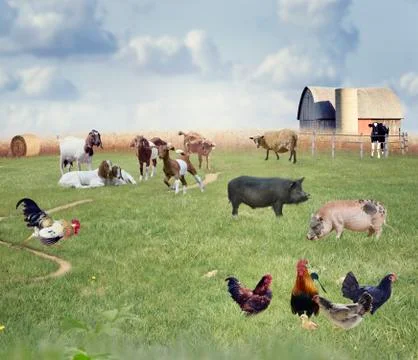 Farm Animals collage Stock Photos