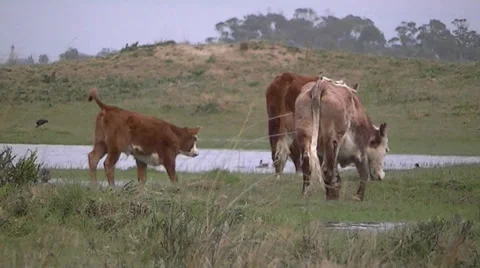 Farm animals, cows Stock Footage 32737272