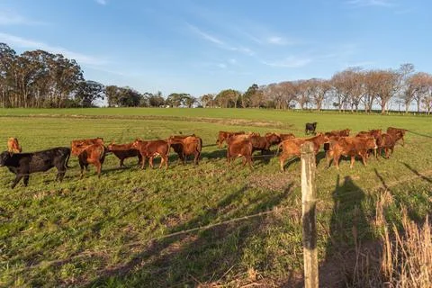 Farm animals of the "devon" breed Stock Photos
