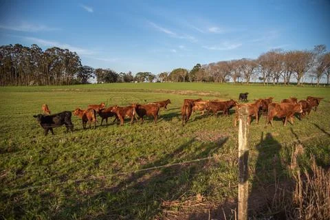 Farm animals of the "devon" breed Stock Photos